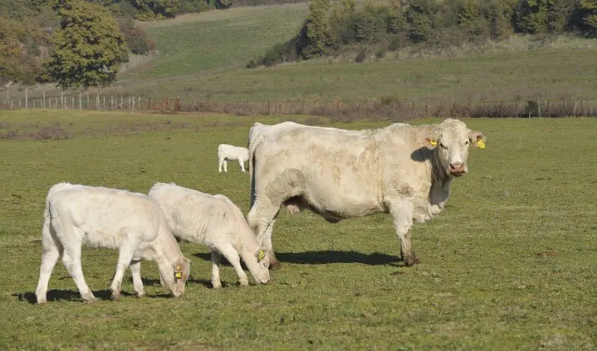 Bovini dell'Azienda Agricola Sansoni Bovini dell'Azienda Agricola Sansoni