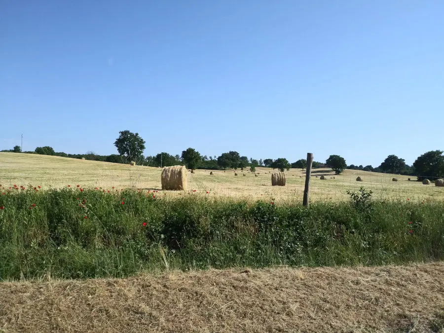 Paesaggio nei dintorni dell'Azienda Agricola Sansoni Paesaggio che circonda l'Azienda Agricola Sansoni di Nepi